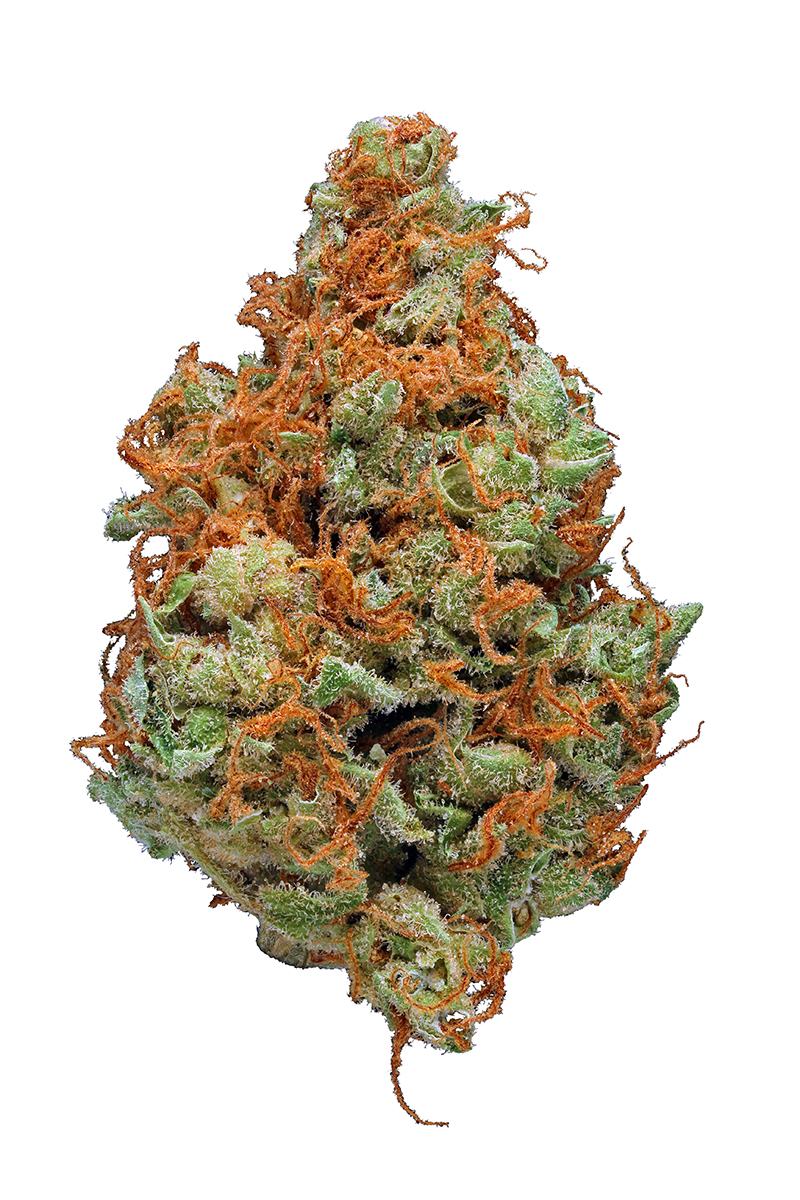 Strawberry Cough Strain - Hybrid Cannabis Video, CBD, THC, Terps 