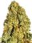 Sugar Wookies Hybrid Cannabis Strain Thumbnail