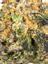 Sundae Best Hybrid Cannabis Strain Thumbnail