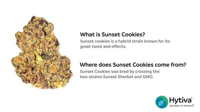 Sunset Cookies - Hybrid Cannabis Strain