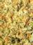 Super Silver Haze Hybrid Cannabis Strain Thumbnail