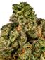 Swaggy P Hybrid Cannabis Strain Thumbnail