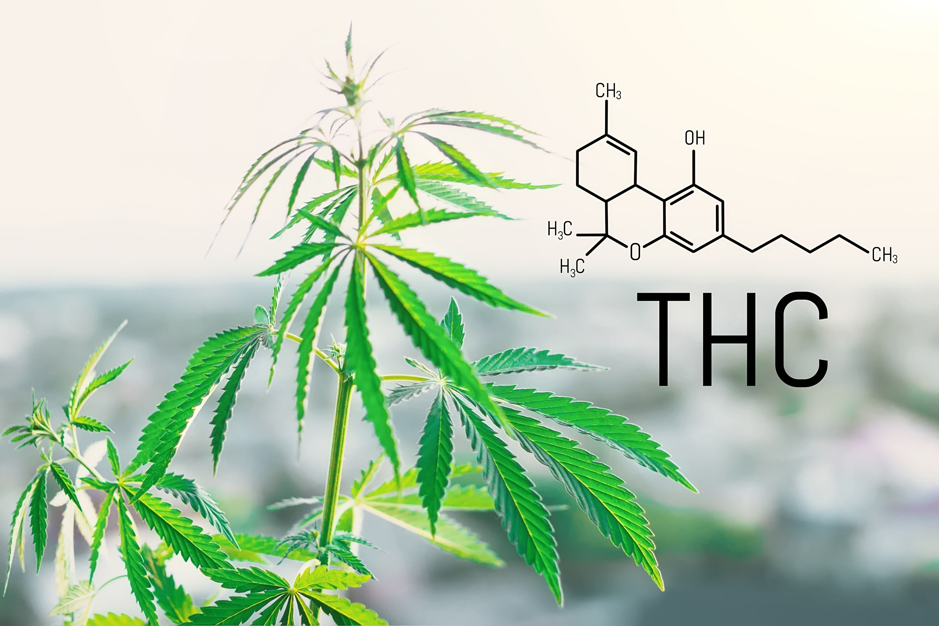 Image of the Delta 8 THC molecule next to a cannabis plant.