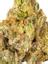 Tahoe Cream Hybrid Cannabis Strain Thumbnail