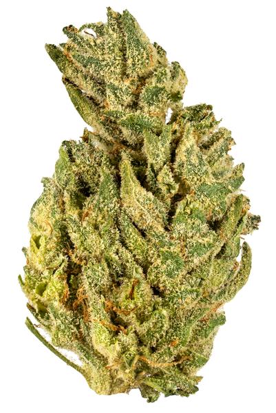 Tahoe Glue - Hybrid Cannabis Strain