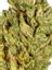 Tahoe Glue Hybrid Cannabis Strain Thumbnail