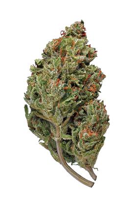 Terminator 2 - Hybrid Cannabis Strain