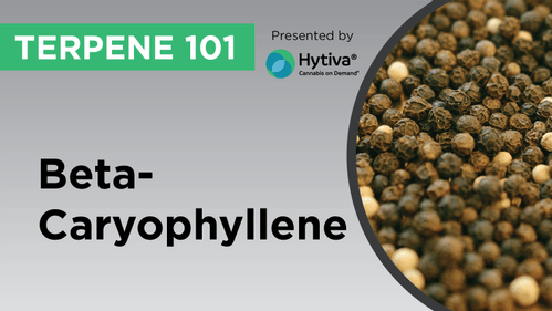 Caryophyllene : Know Your Terpenes