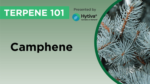 Camphene: Know Your Terpenes