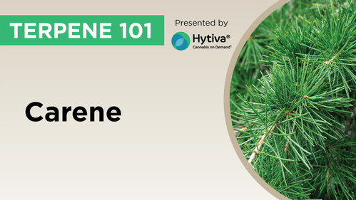 Carene : Know Your Terpenes