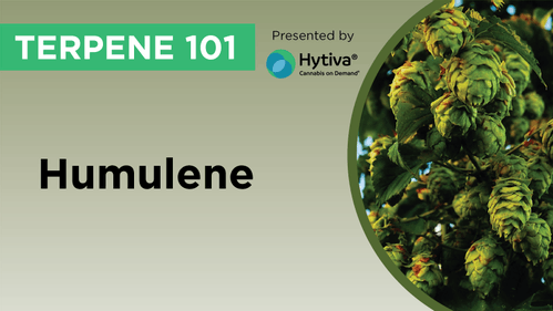 Humulene : Know Your Terpenes