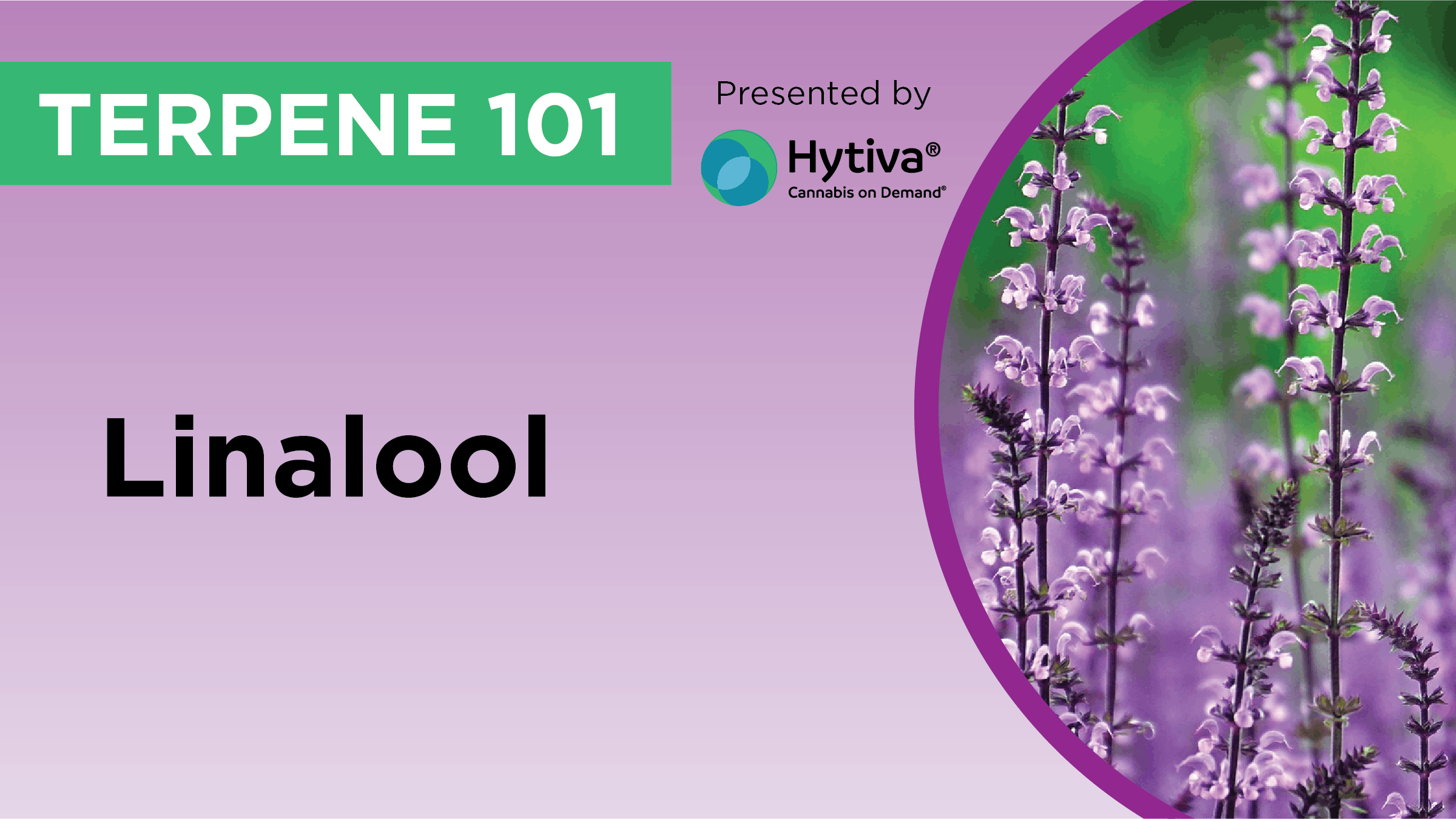 Linalool : Know Your Terpenes