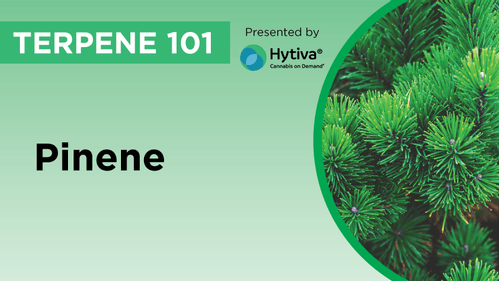 Pinene : Know Your Terpenes