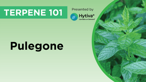 Pulegone : Know Your Terpenes