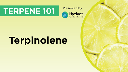 Terpinolene : Know Your Terpenes