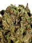 Tha Melon #2 Hybrid Cannabis Strain Thumbnail