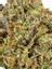 Topanga Canyon Hybrid Cannabis Strain Thumbnail