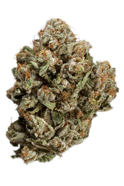 Tres Dawg - Híbrido Cannabis Strain