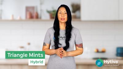 Triangle Mints - Hybrid Strain