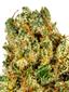 Triangle Mints Hybrid Cannabis Strain Thumbnail