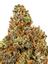 Tropical Sour Kush Hybrid Cannabis Strain Thumbnail