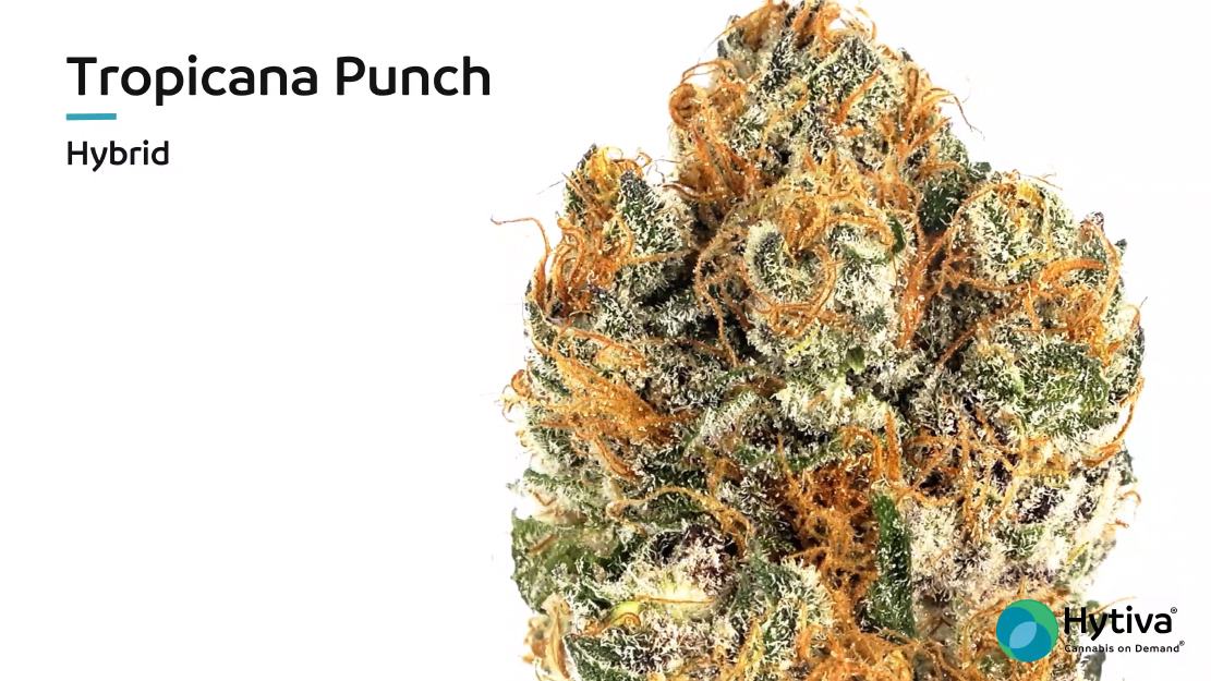 Tropicana Punch Strain - Hybrid Cannabis Video, THC, Terpenes : Hytiva