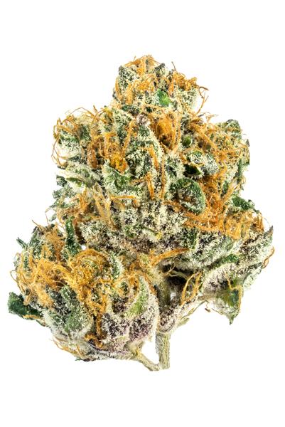 Tropicana Punch - Hybrid Cannabis Strain