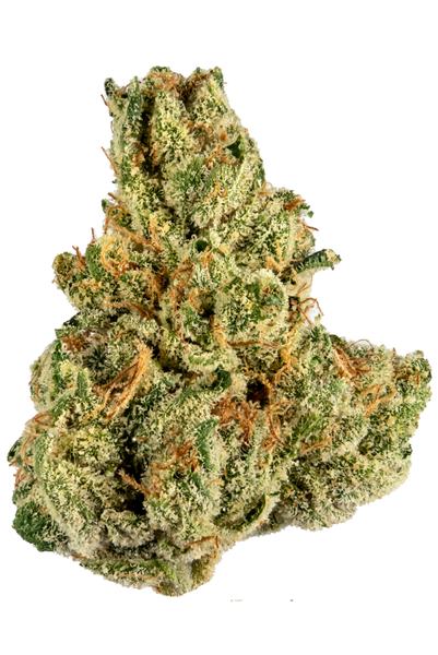 Tropicanna - Híbrido Cannabis Strain