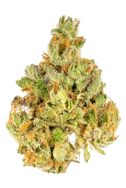 Tropsanto - Hybrid Cannabis Strain