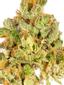 Tropsanto Hybrid Cannabis Strain Thumbnail
