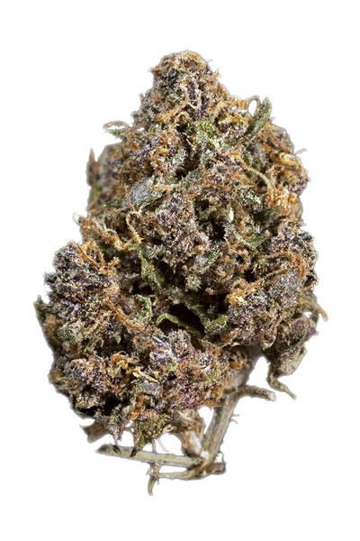 Ultra Violet - Híbrida Cannabis Strain