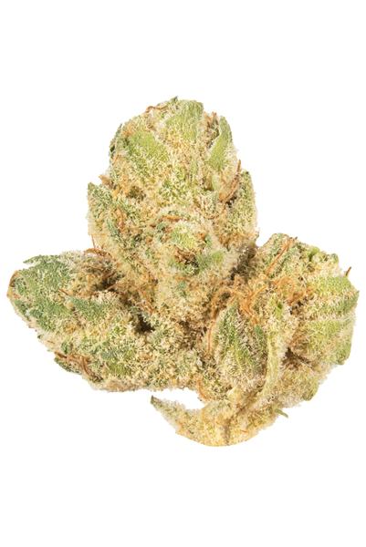 V Kush - Hybrid Cannabis Strain