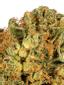 Vanilla Frosting Hybrid Cannabis Strain Thumbnail