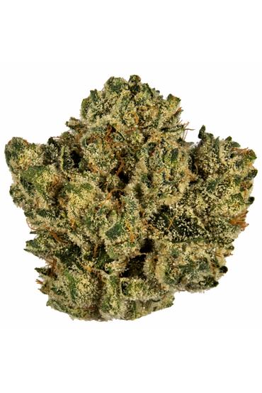 VCM - Hybrid Cannabis Strain