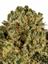 VCM Hybrid Cannabis Strain Thumbnail
