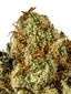 Vegas Golden Kush Hybrid Cannabis Strain Thumbnail