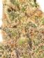 Vice City Hybrid Cannabis Strain Thumbnail