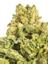 VIP OG Hybrid Cannabis Strain Thumbnail