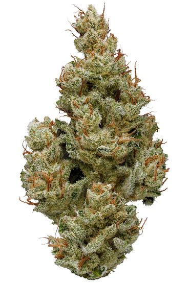 Walker Kush - Hybrid Cannabis Strain