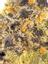 WAP Hybrid Cannabis Strain Thumbnail