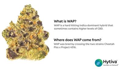 WAP - Hybrid Cannabis Strain