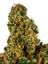 Warheads Hybrid Cannabis Strain Thumbnail