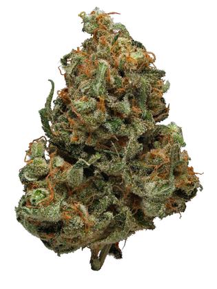 Washington - Hybrid Cannabis Strain