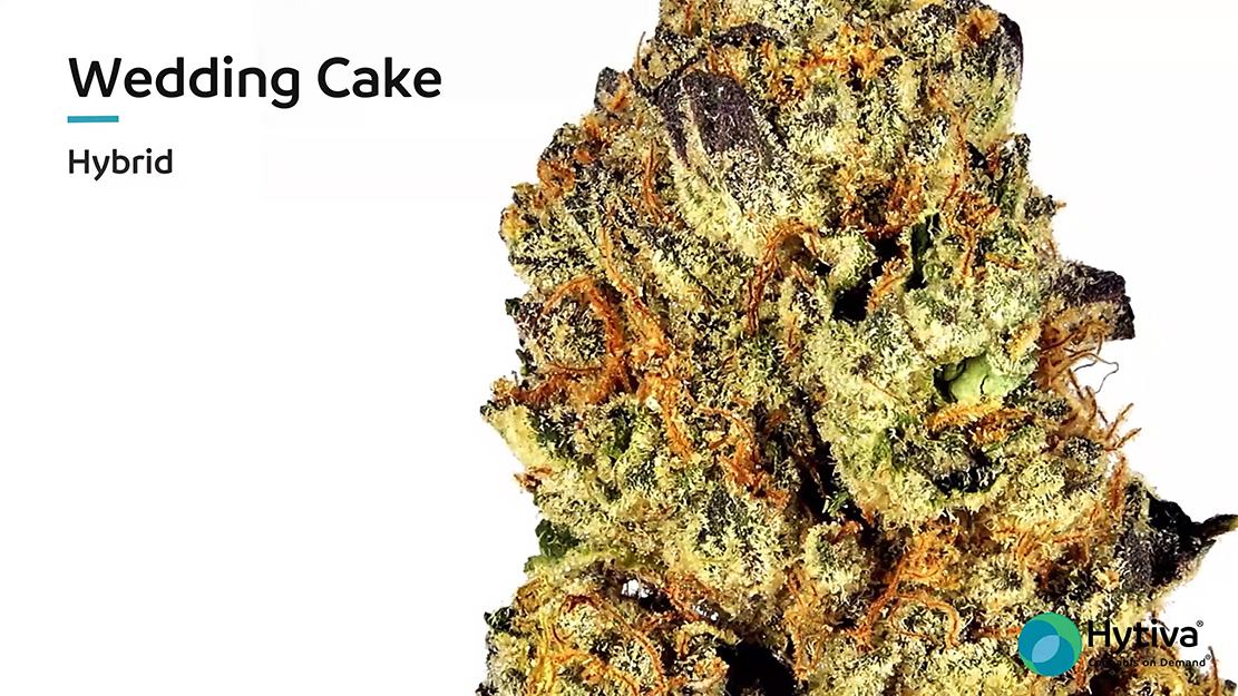 Wedding Cake Strain - Hybrid Cannabis Video, CBD, Terpenes : Hytiva