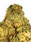 Weed Bros OG Hybrid Cannabis Strain Thumbnail