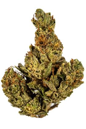 Westside OG - 混合物 Cannabis Strain