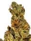 Westside OG Hybrid Cannabis Strain Thumbnail