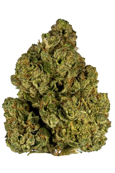 White Angel - Híbrida Cannabis Strain