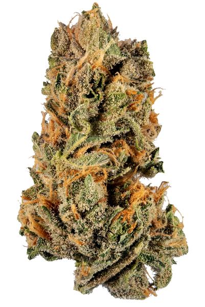 White Nightmare - Híbrido Cannabis Strain