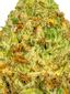 White Papaya Hybrid Cannabis Strain Thumbnail